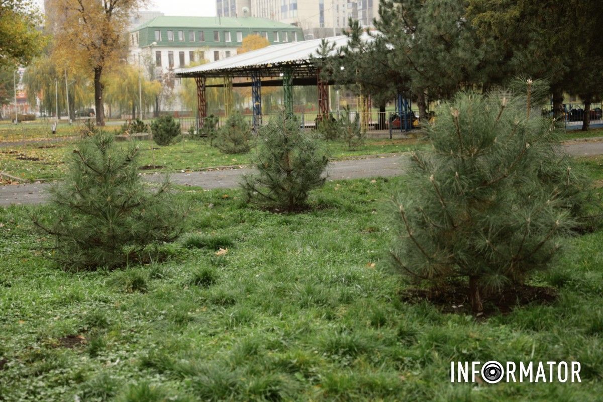 В парке Глобы в Днепре провели озеленение и высадили аллею сосен с рябиной 12