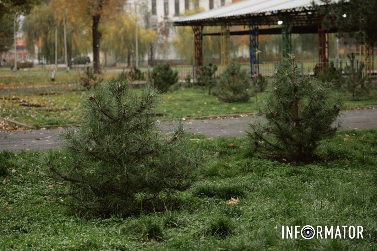 В парке Глобы в Днепре провели озеленение и высадили аллею сосен с рябиной 13