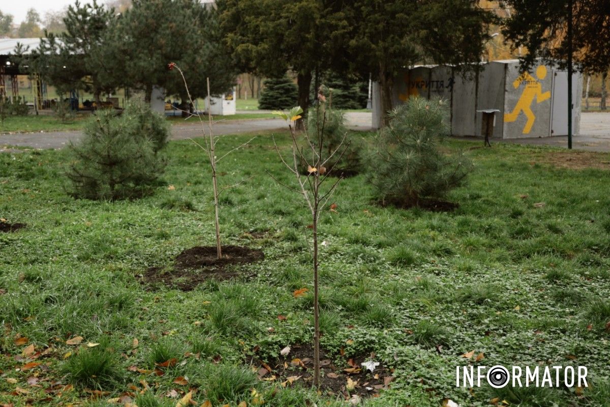 В парке Глобы в Днепре провели озеленение и высадили аллею сосен с рябиной.