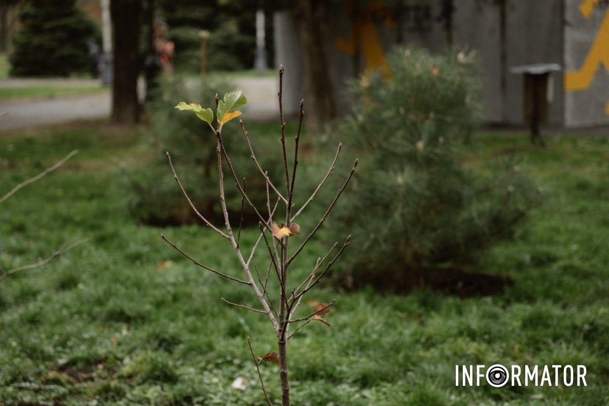В парке Глобы в Днепре провели озеленение и высадили аллею сосен с рябиной.