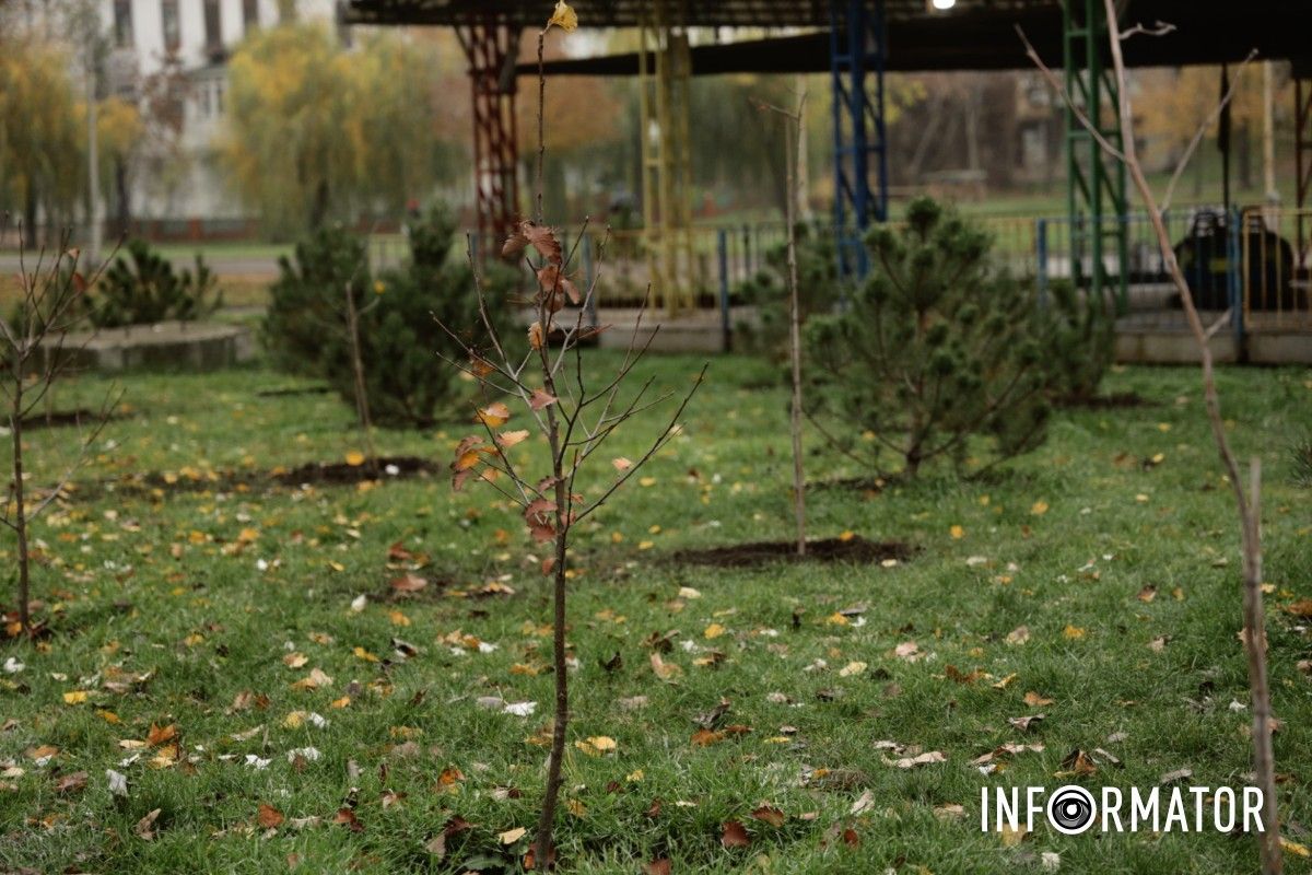 В парке Глобы в Днепре провели озеленение и высадили аллею сосен с рябиной 15
