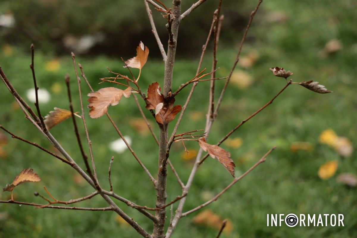 В парке Глобы в Днепре провели озеленение и высадили аллею сосен с рябиной 14