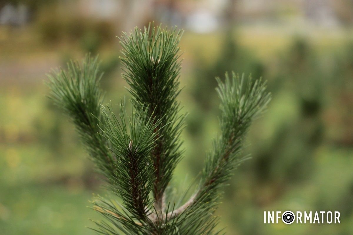 В парке Глобы в Днепре провели озеленение и высадили аллею сосен с рябиной.