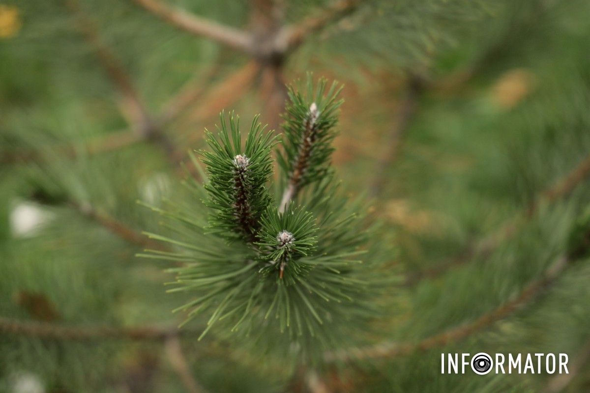 В парке Глобы в Днепре провели озеленение и высадили аллею сосен с рябиной.