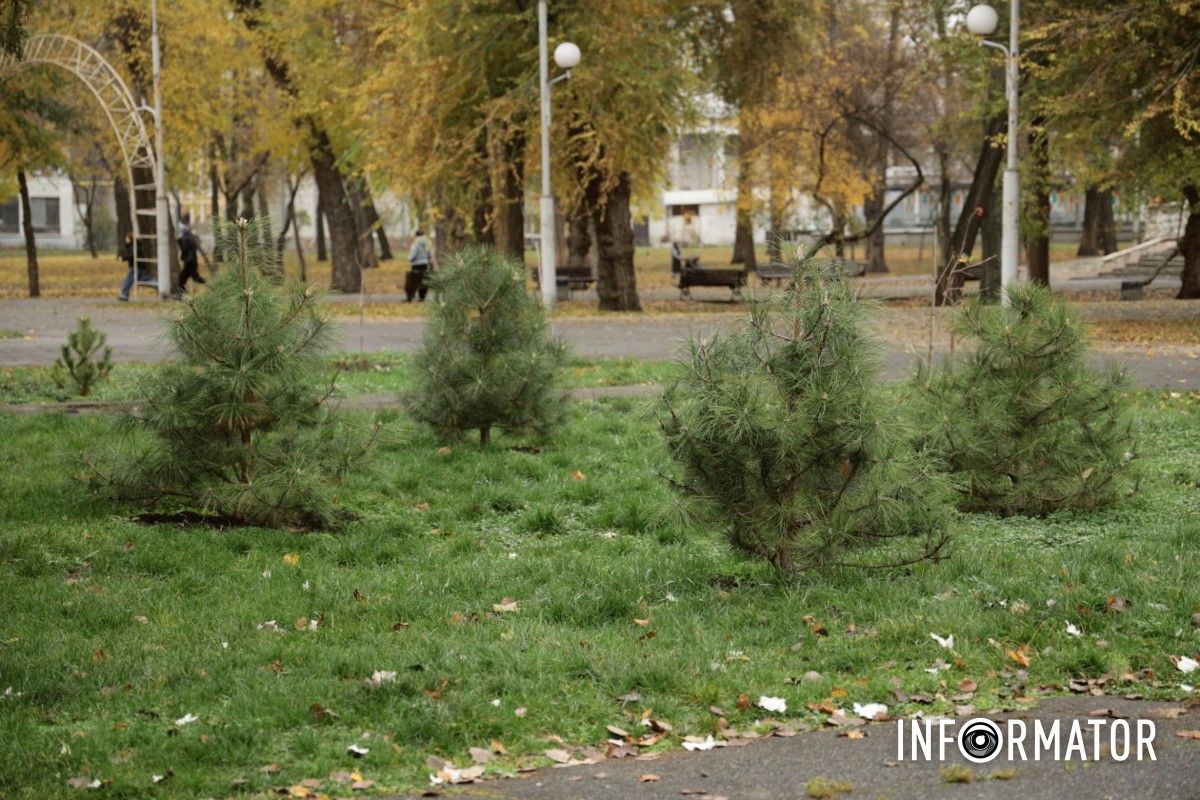 В парке Глобы в Днепре провели озеленение и высадили аллею сосен с рябиной.