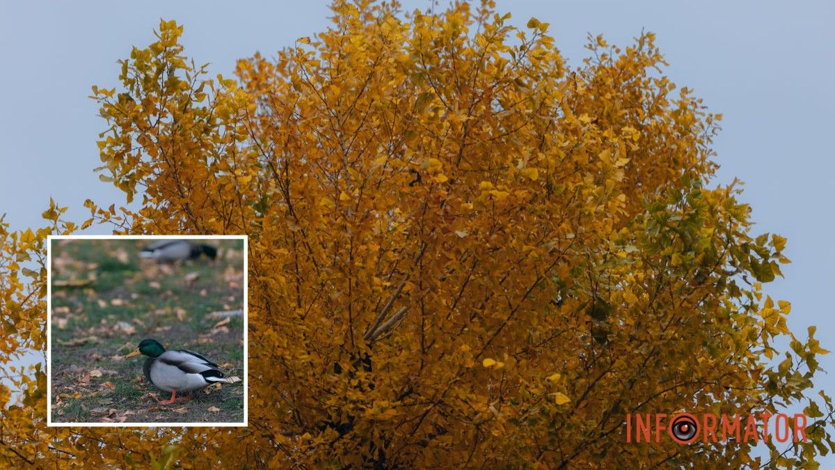 Погода на 13 листопада: у Дніпрі буде сильна хмарність