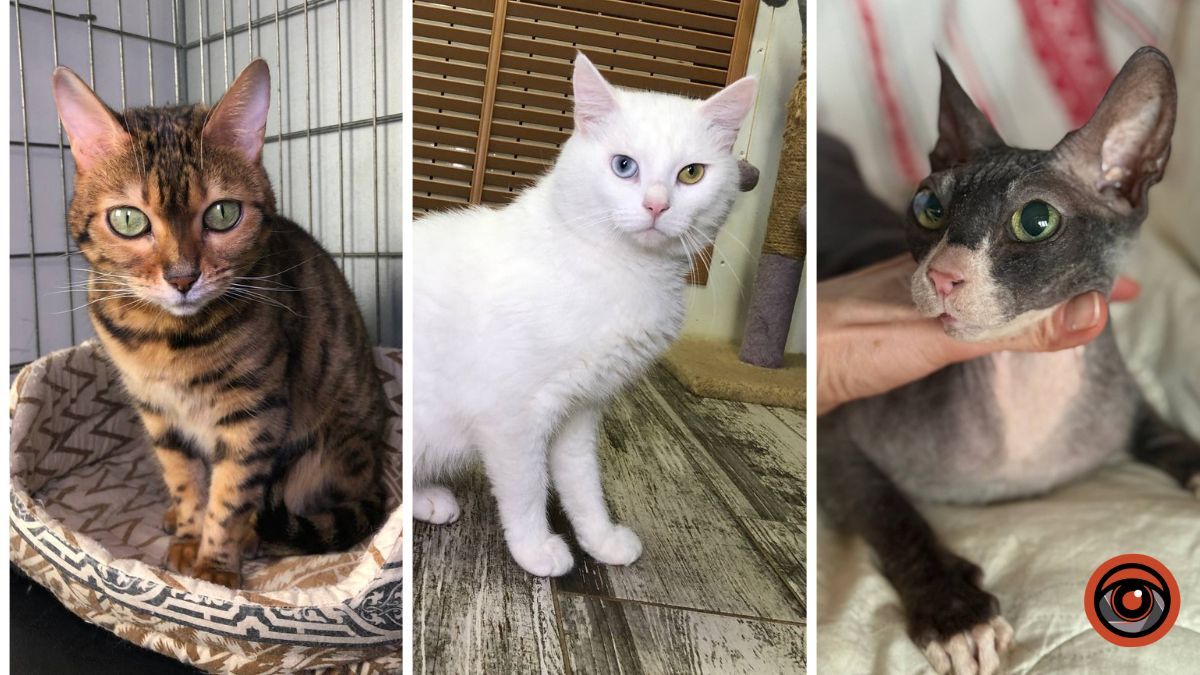 Тепло і турбота потрібні зараз: які песики та котики Дніпра шукають родину