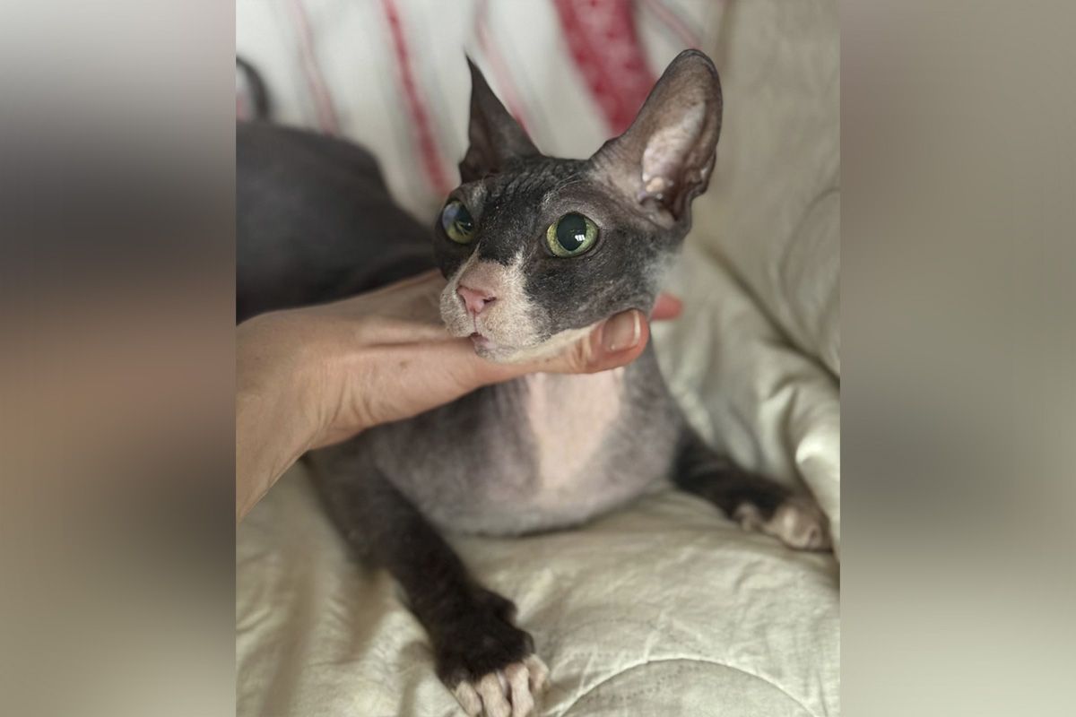 Моніка Моніка