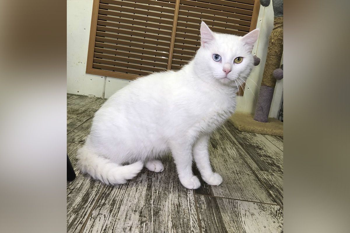 Патріот Патріот