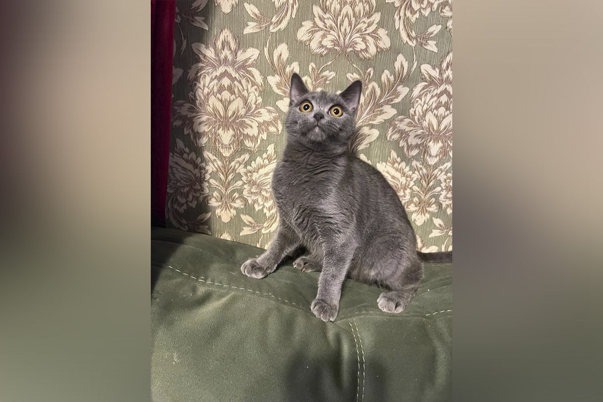 Брітні Брітні