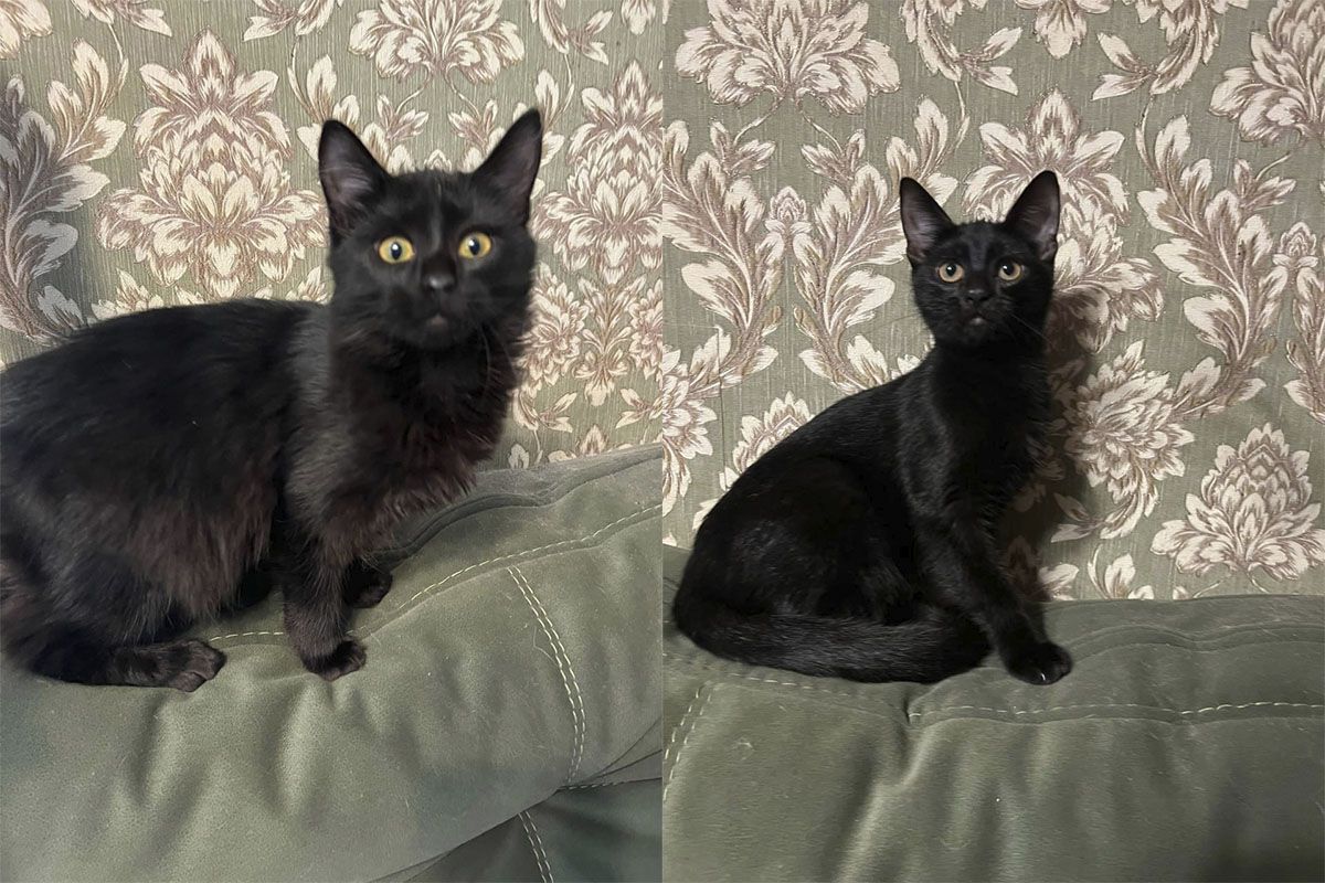 Дві кішечки шукають родину Дві кішечки шукають родину