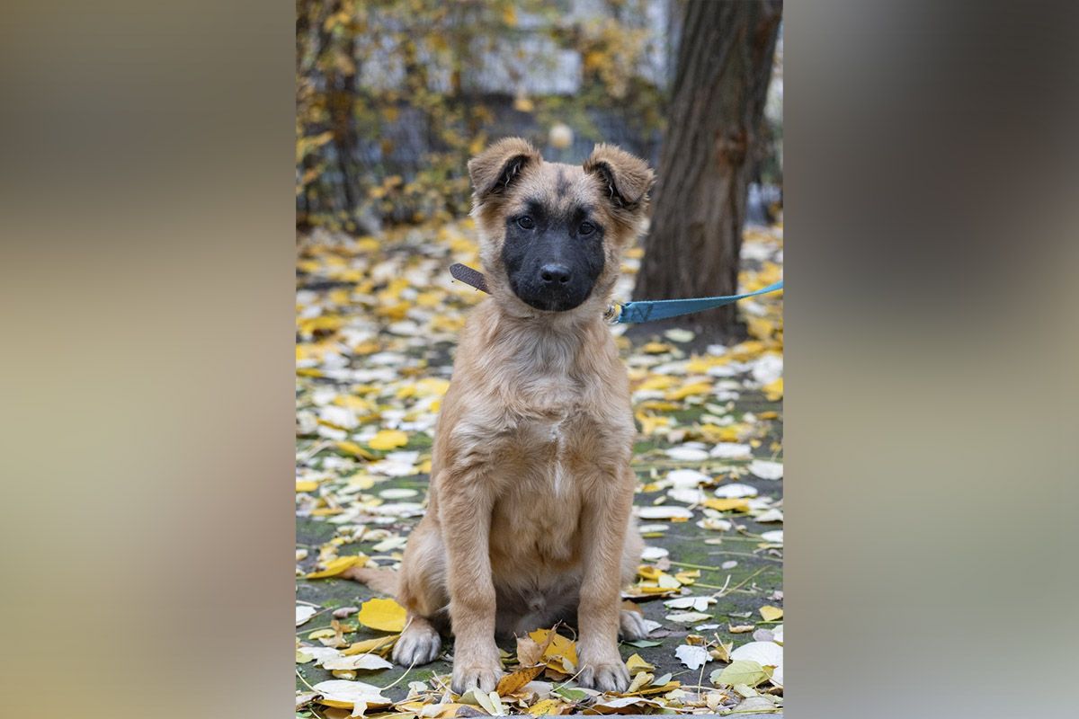 Песик шукає родину Песик шукає родину