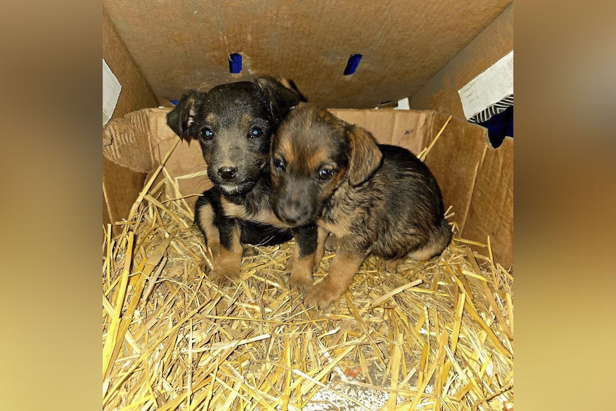 Двоє цуценят шукають домівку Двоє цуценят шукають домівку