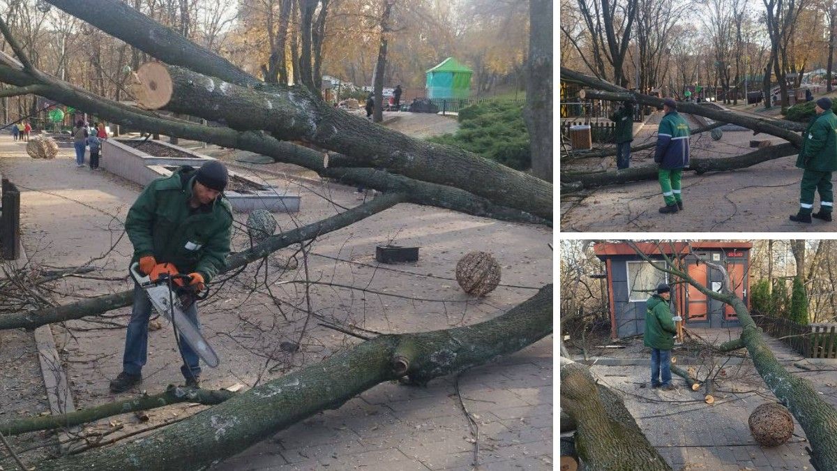 У Дніпрі у парку Зелений Гай вітер повалив дерево