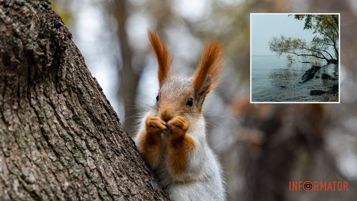 Погода на 19 листопада: у Дніпрі буде дощ