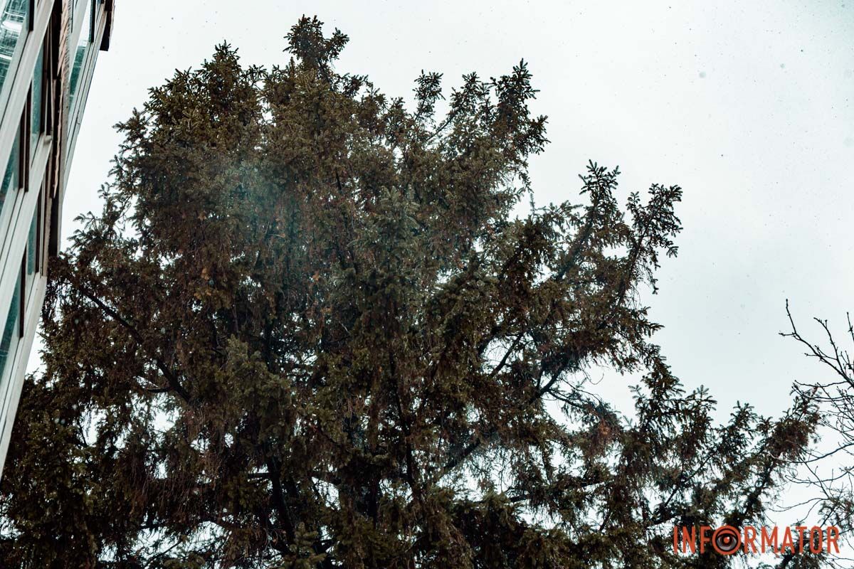 Дерево та сніжінки