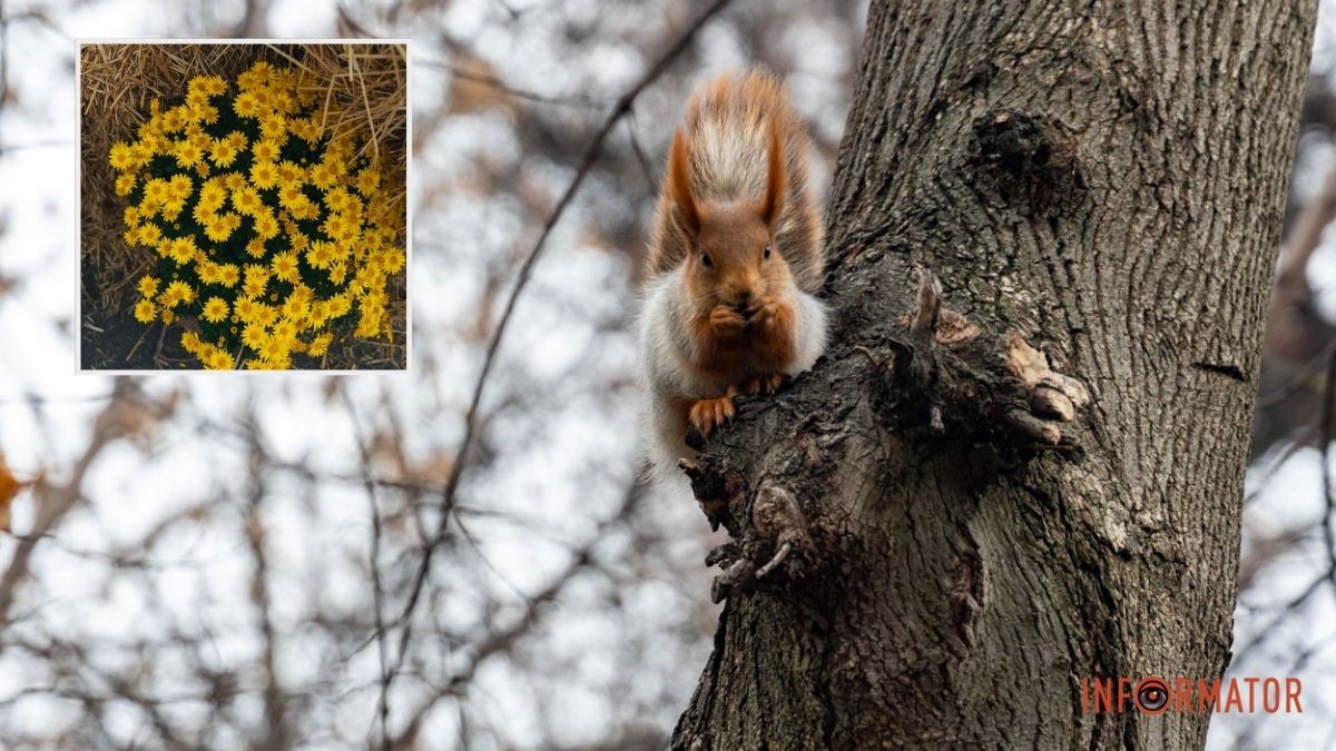 До 16 градусів тепла: якою буде погода у Дніпрі 22 листопада