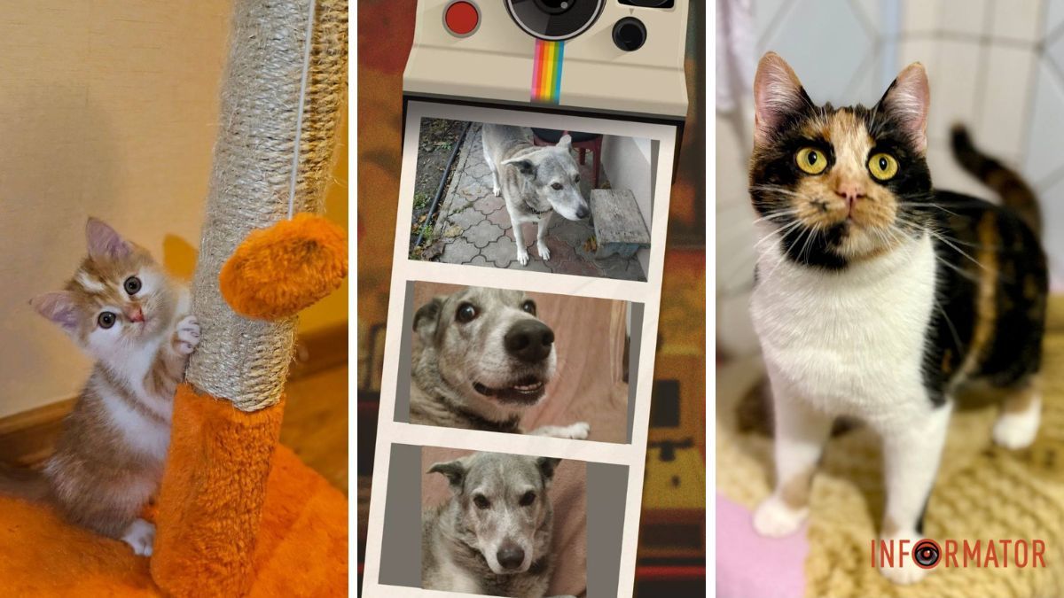 Шанс на щастя: чотирилапі із непростими долями шукають дім у Дніпрі