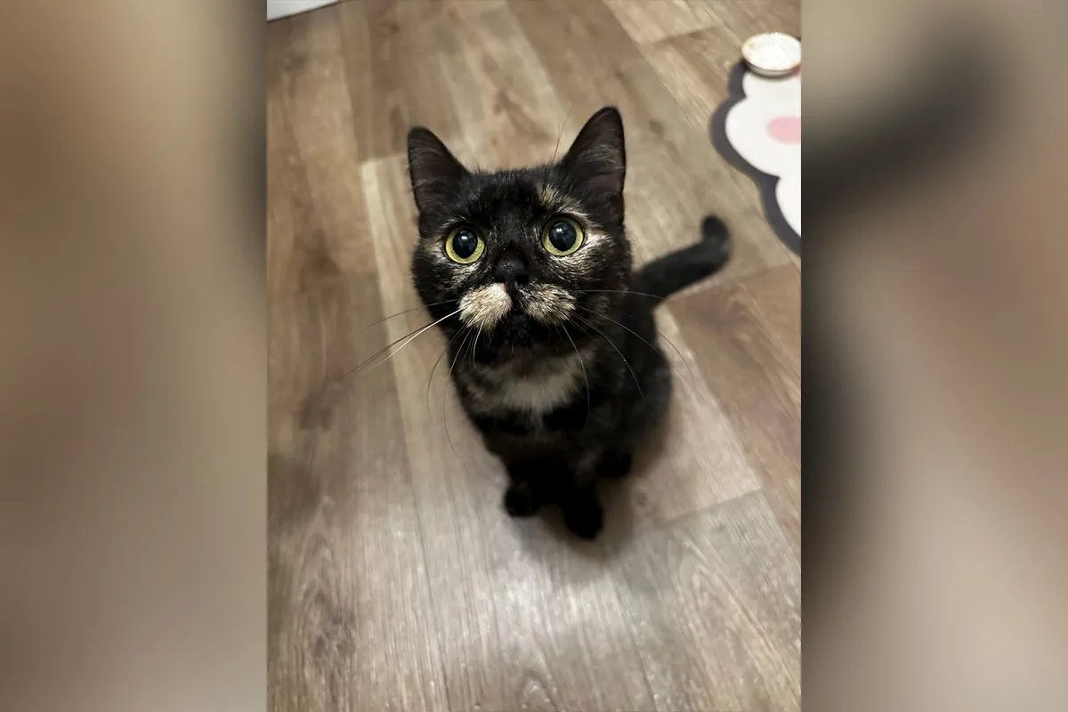 Кицюня Кицюня