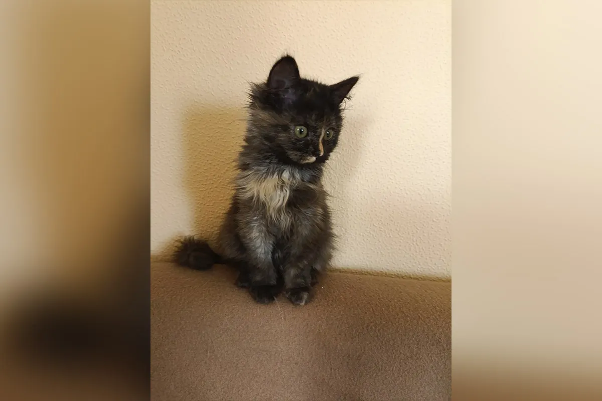 Дівчинка з Запорізького напрямку Дівчинка з Запорізького напрямку