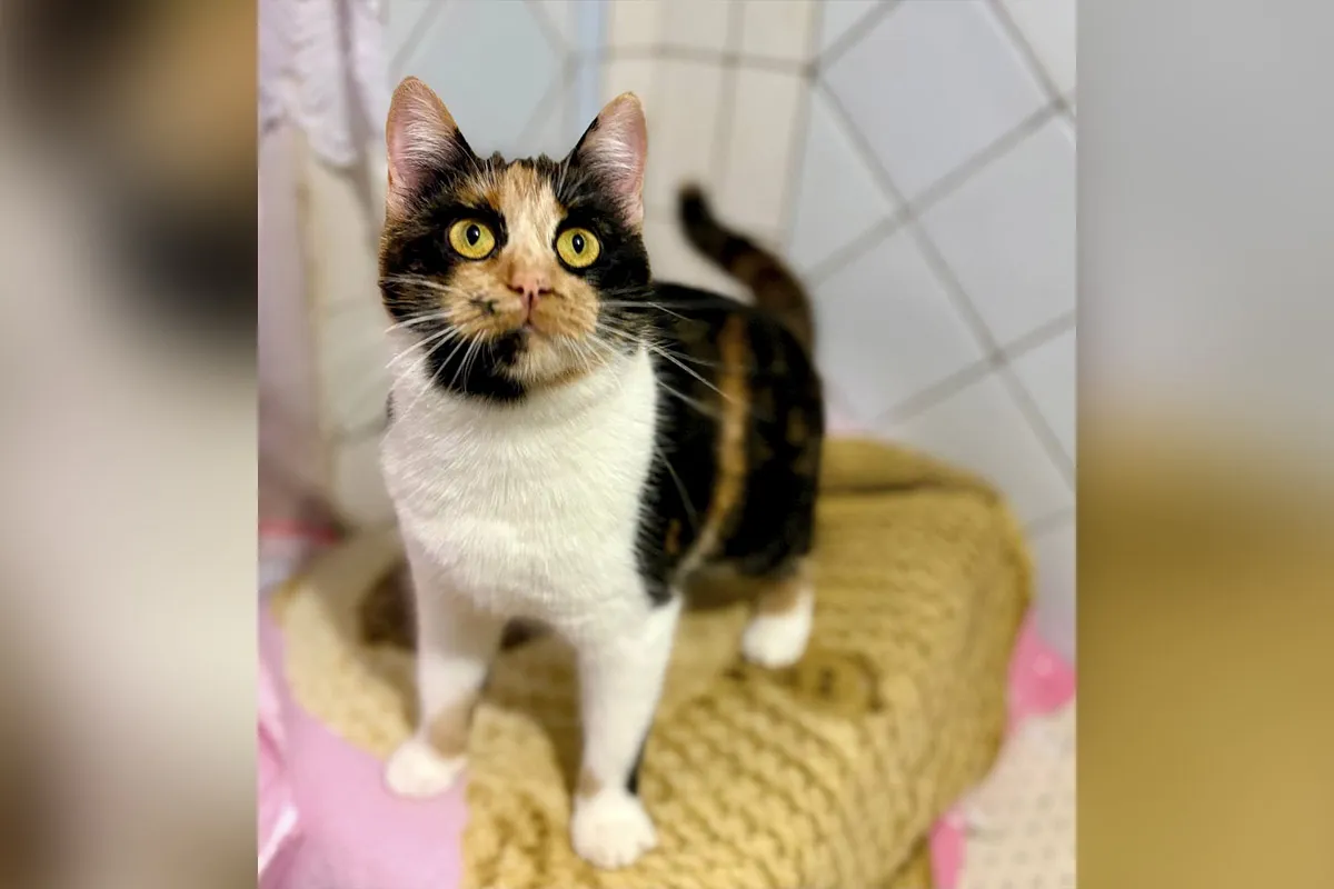 Вона принесе удачу Вона принесе удачу