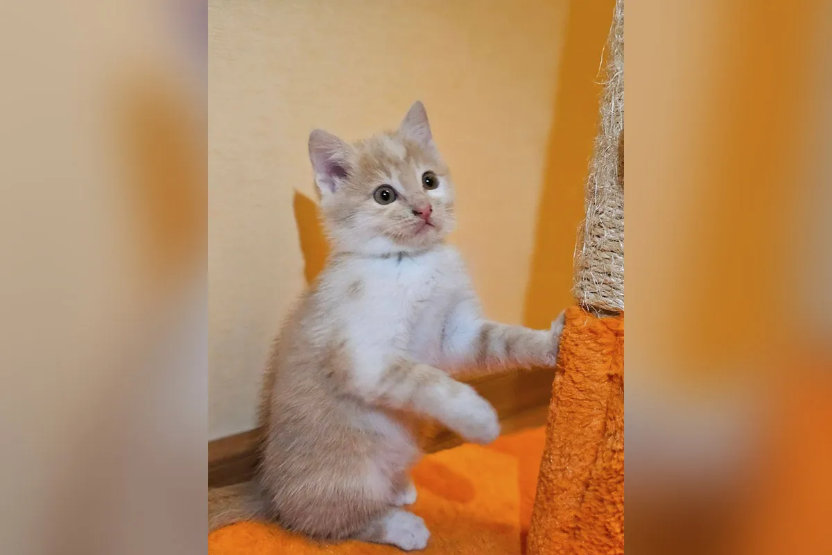 У Дніпрі тваринки шукають свої люблячі родини У Дніпрі тваринки шукають свої люблячі родини