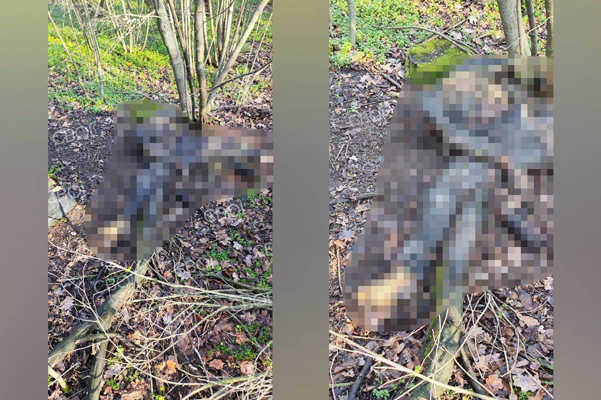 У Кривому Розі в районі онкодиспансеру знайшли муміфікований труп людини