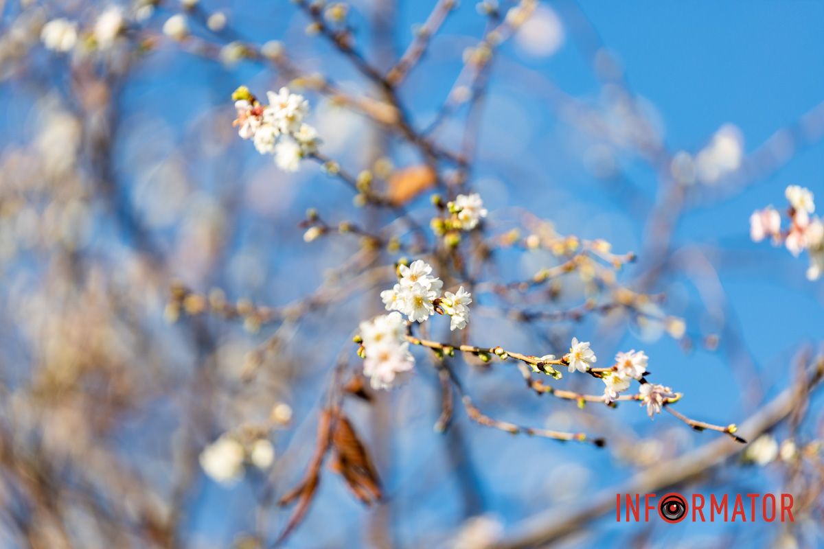 У Дніпрі на Набережній Перемоги у листопаді розквітли дерева сакур 7