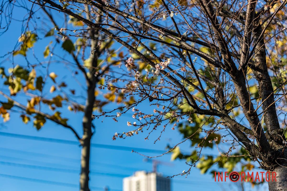 У Дніпрі на Набережній Перемоги у листопаді розквітли дерева сакур 2