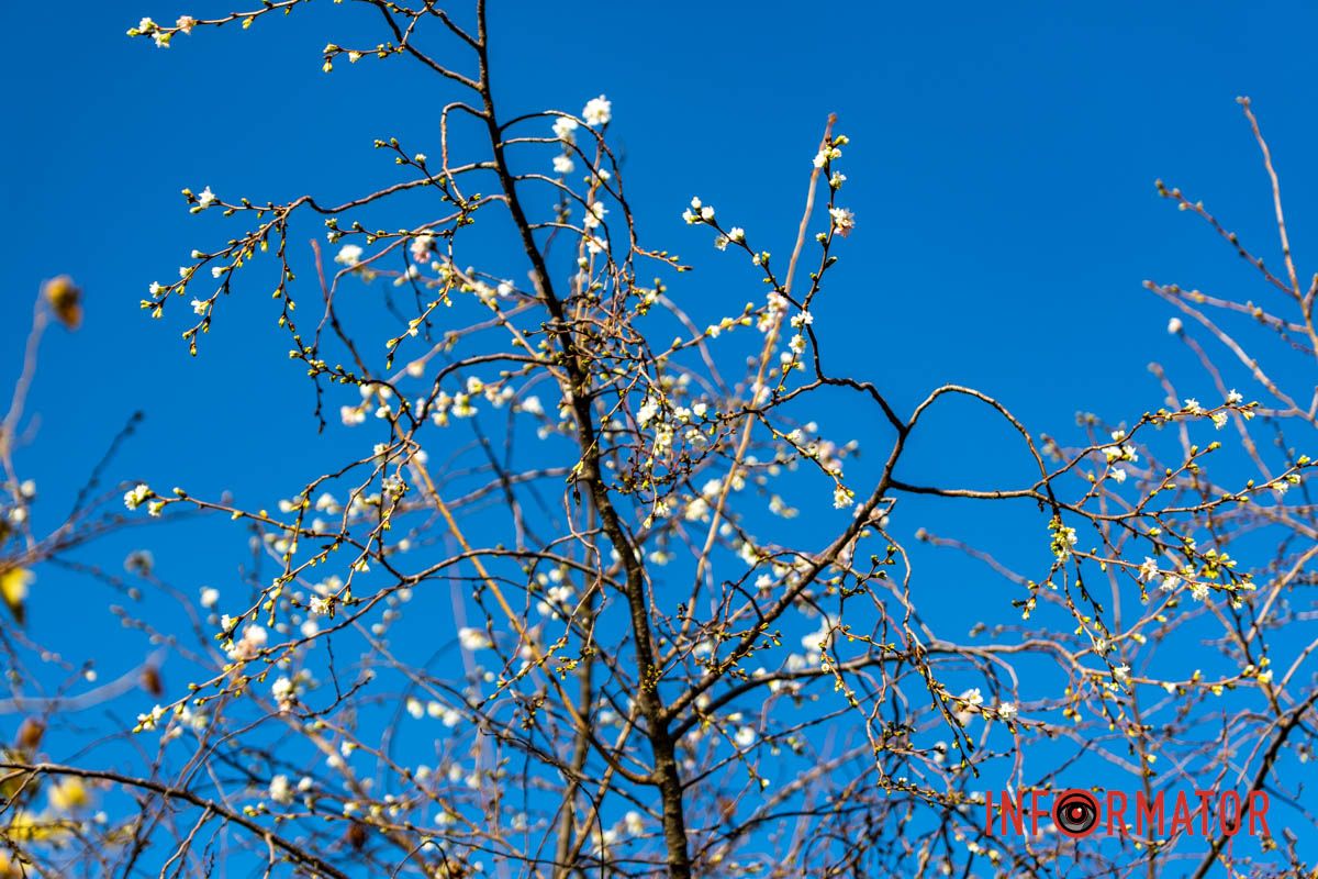У Дніпрі на Набережній Перемоги у листопаді розквітли дерева сакур 1