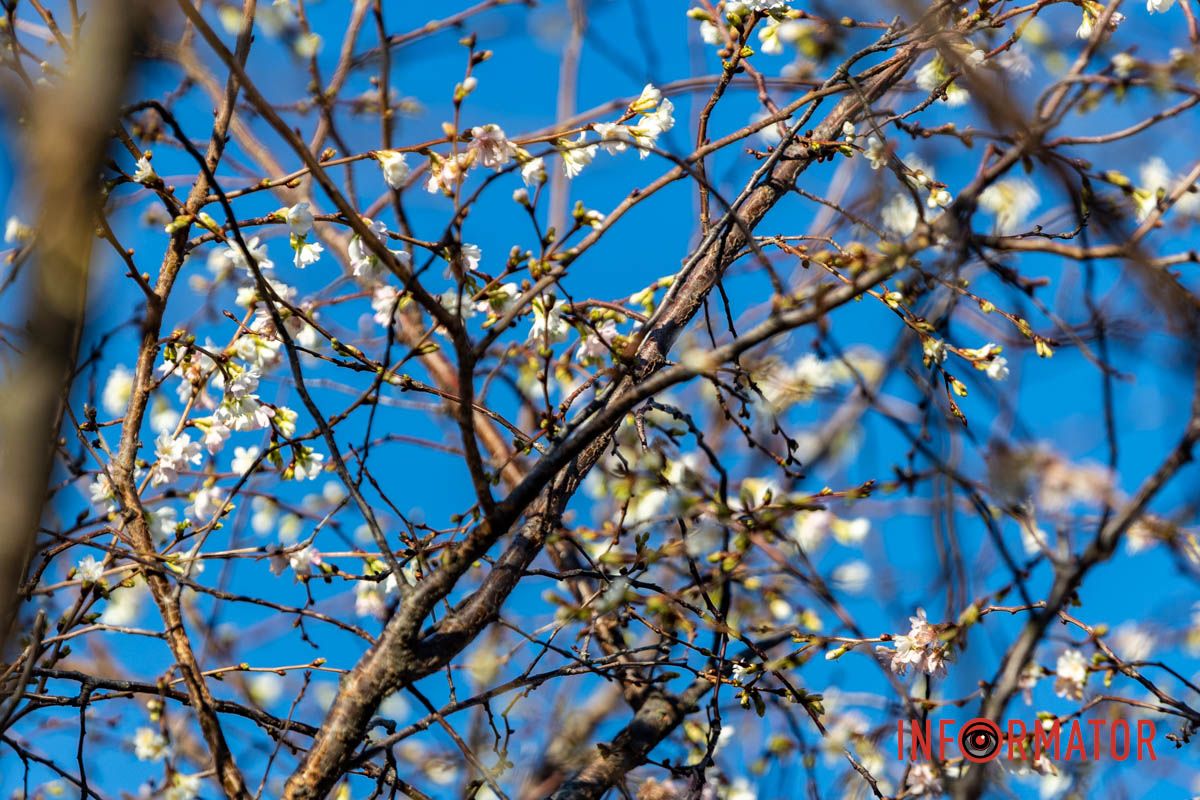 У Дніпрі на Набережній Перемоги у листопаді розквітли дерева сакур 4