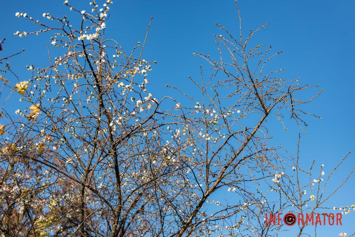 У Дніпрі на Набережній Перемоги у листопаді розквітли дерева сакур 3