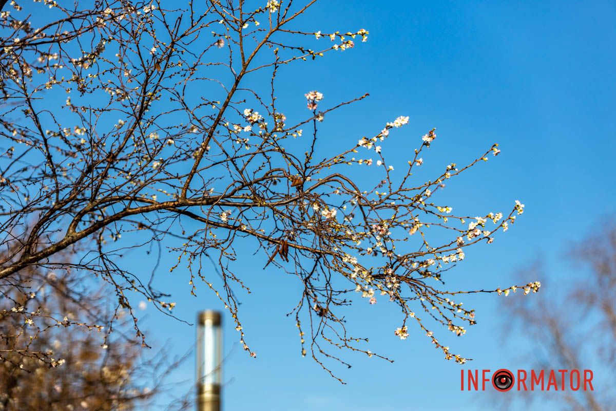 У Дніпрі на Набережній Перемоги у листопаді розквітли дерева сакур 6