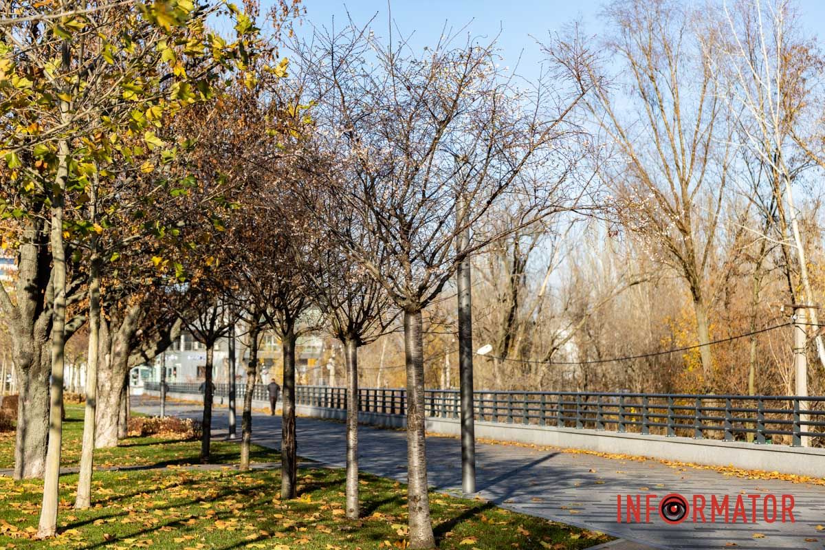 У Дніпрі на Набережній Перемоги у листопаді розквітли дерева сакур 5