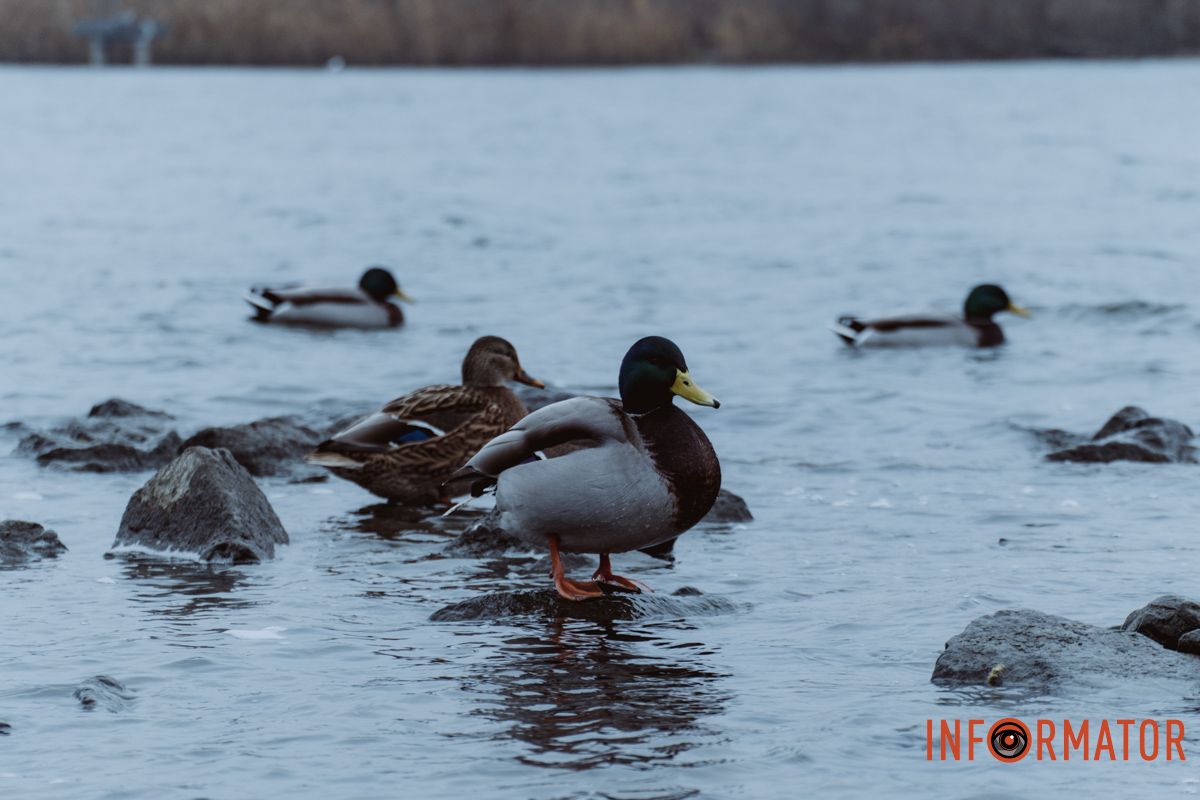 Місто, що сховалось: як туман змінив знайомі краєвиди Дніпра 14