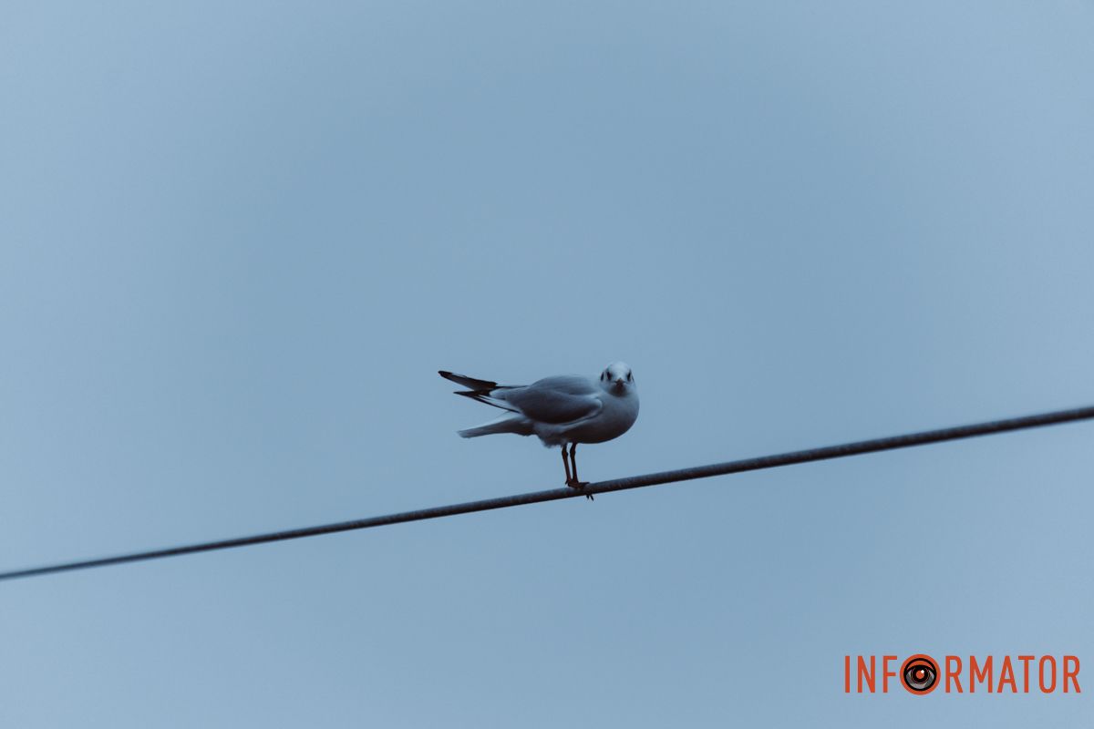 Місто, що сховалось: як туман змінив знайомі краєвиди Дніпра 12