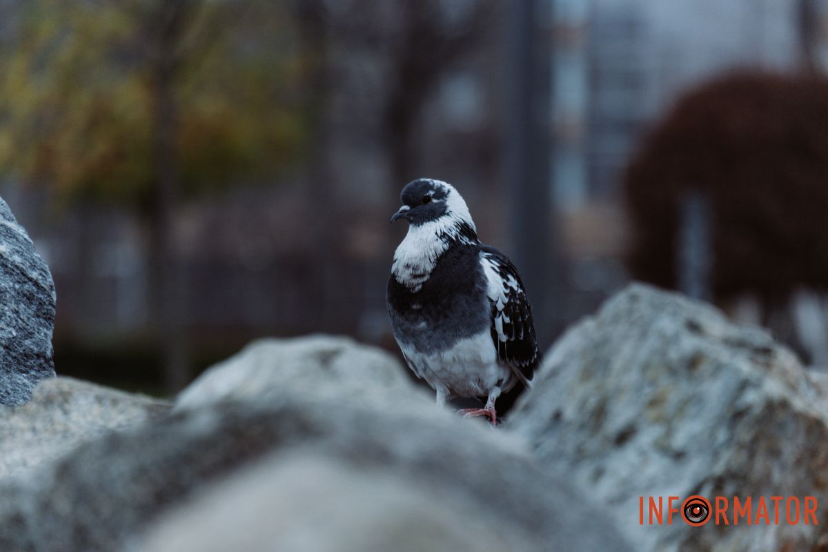 Місто, що сховалось: як туман змінив знайомі краєвиди Дніпра 27