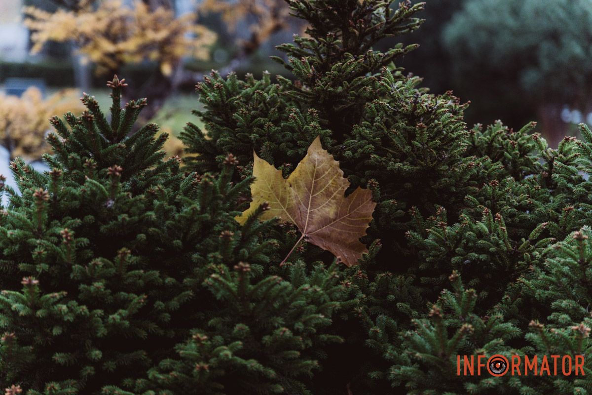 Місто, що сховалось: як туман змінив знайомі краєвиди Дніпра 15