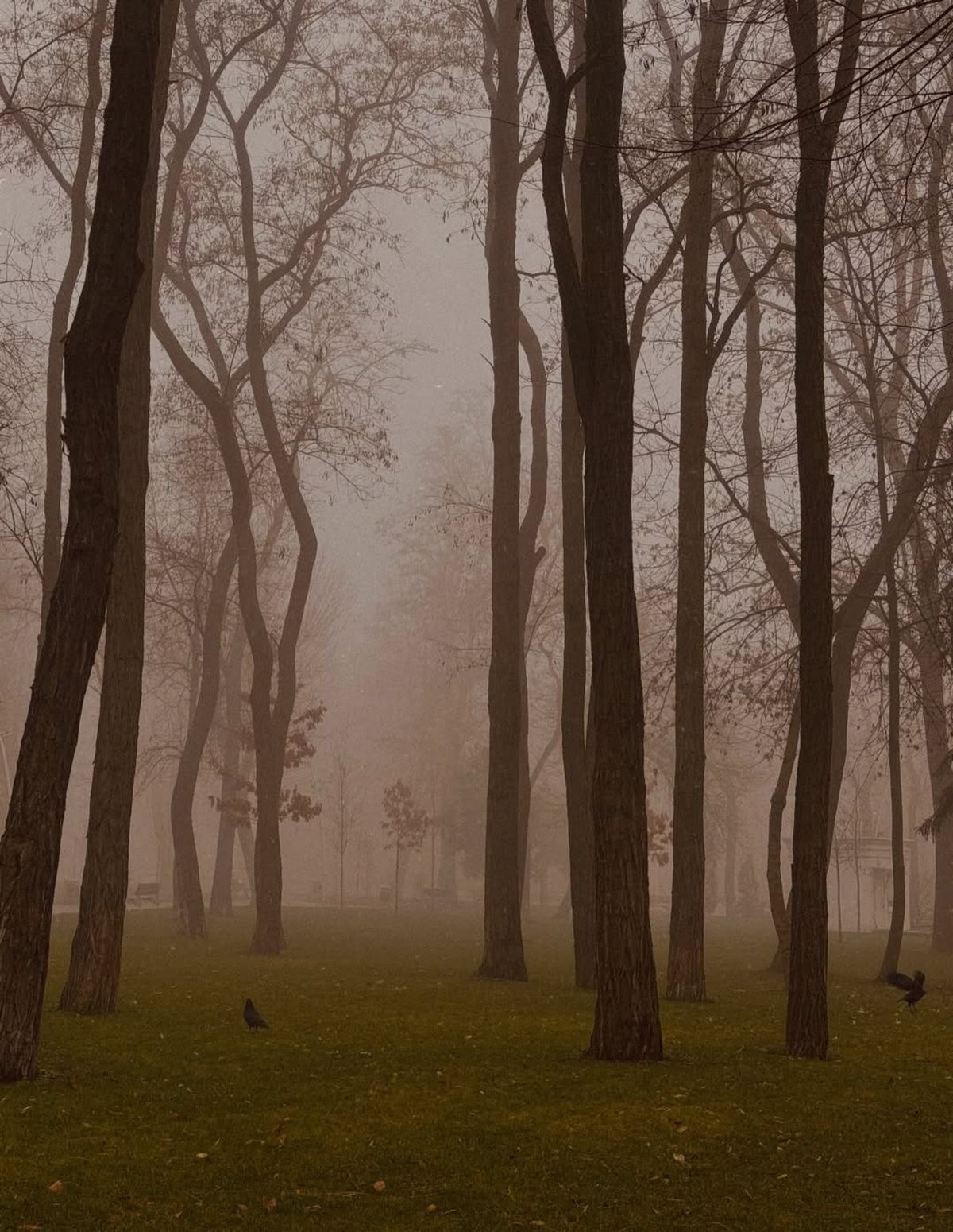 Фото: @lonely.papaya