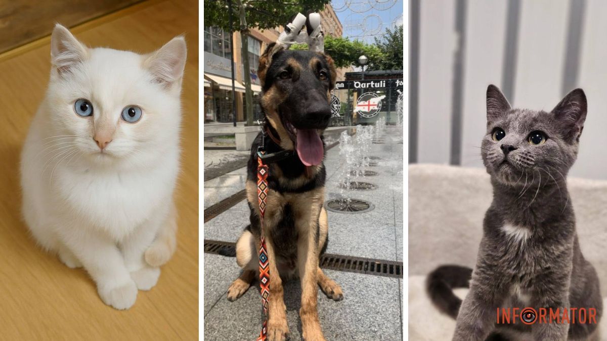 Допоможіть знайти родини: чотирилапі у Дніпрі чекають на своїх людей