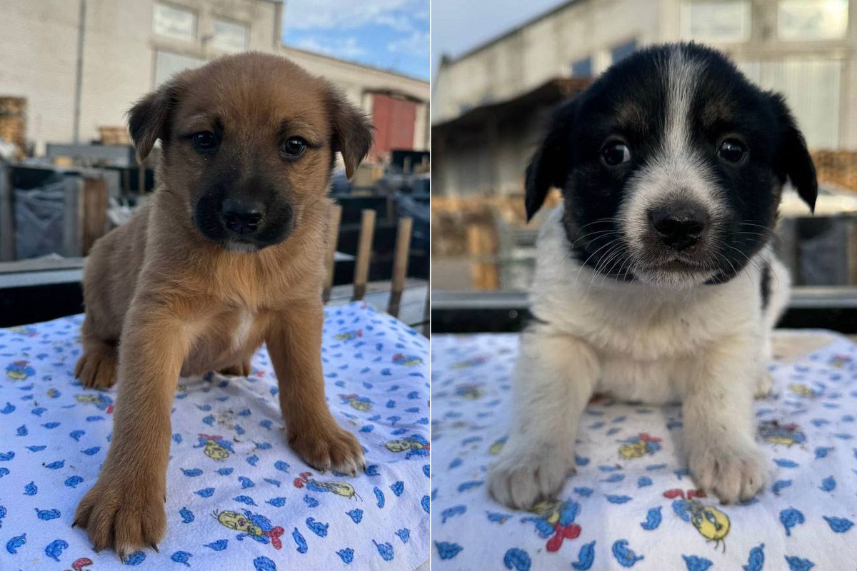 Серед них — врятовані з небезпечних місць, покинуті на самоті або ті, хто залишився без дому через обставини власників Серед них — врятовані з небезпечних місць, покинуті на самоті або ті, хто залишився без дому через обставини власників