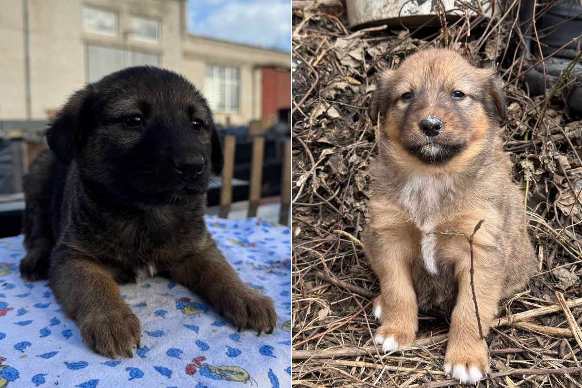 У Дніпрі щодня з’являються нові історії тварин, які шукають дбайливих господарів У Дніпрі щодня з’являються нові історії тварин, які шукають дбайливих господарів