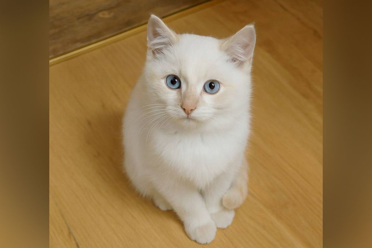 Масик Масик