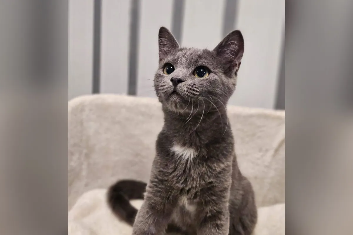 Кожен із цих малюків має свій характер, свою долю і дуже чекає на людей, які подарують тепло Кожен із цих малюків має свій характер, свою долю і дуже чекає на людей, які подарують тепло