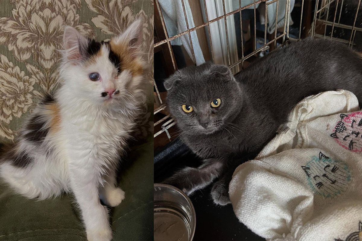 Один з них може скласти вам компанію по життю Один з них може скласти вам компанію по життю