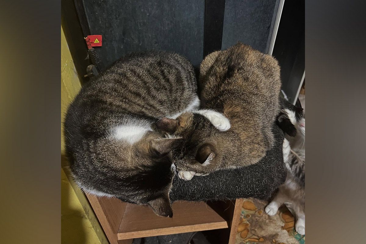 Вам потрібен вірний друг? Вам потрібен вірний друг?