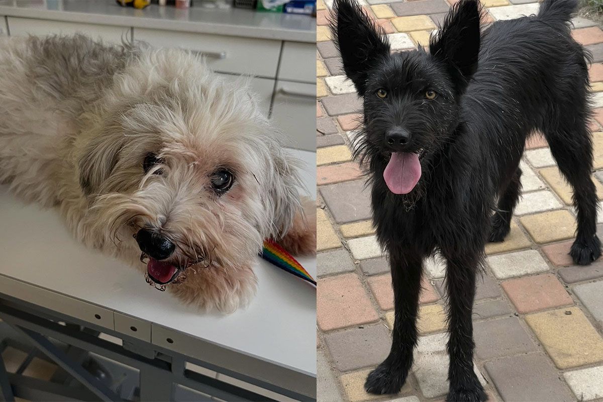 87 хвостиків з надією на турботу 87 хвостиків з надією на турботу