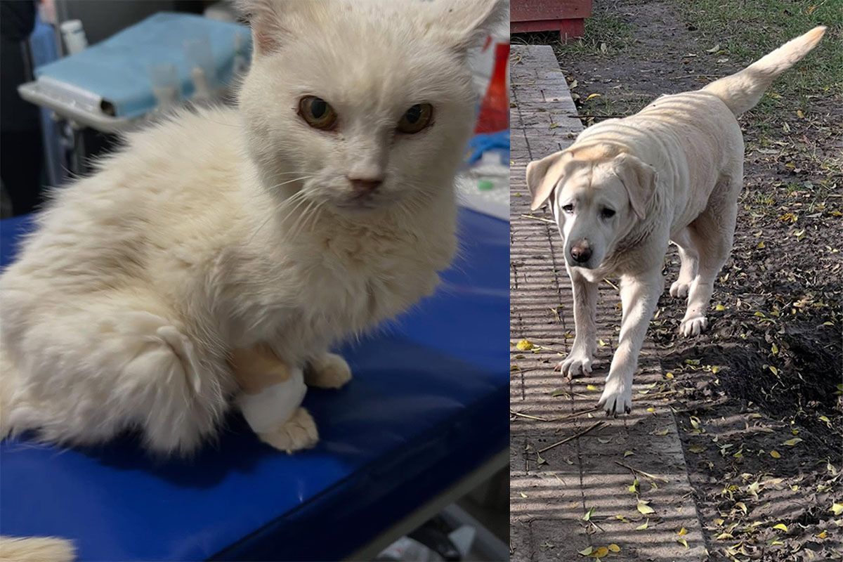 Пухнастики чекають на допомогу Пухнастики чекають на допомогу