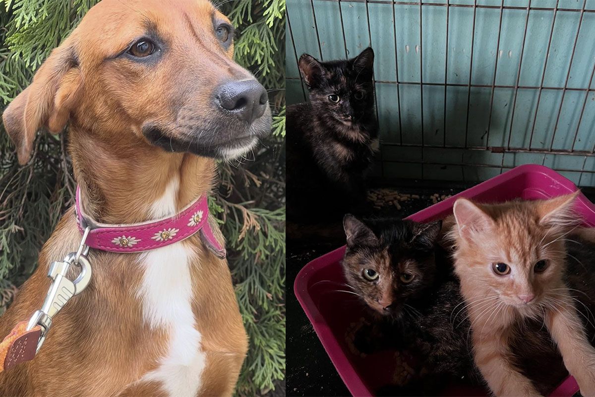 Тільки погляньте в ці оченята Тільки погляньте в ці оченята