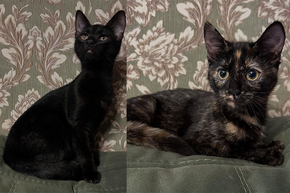 Мініпритулок "Промінчик надії" Мініпритулок "Промінчик надії"